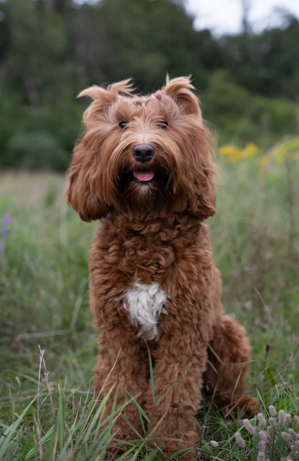 dog photo